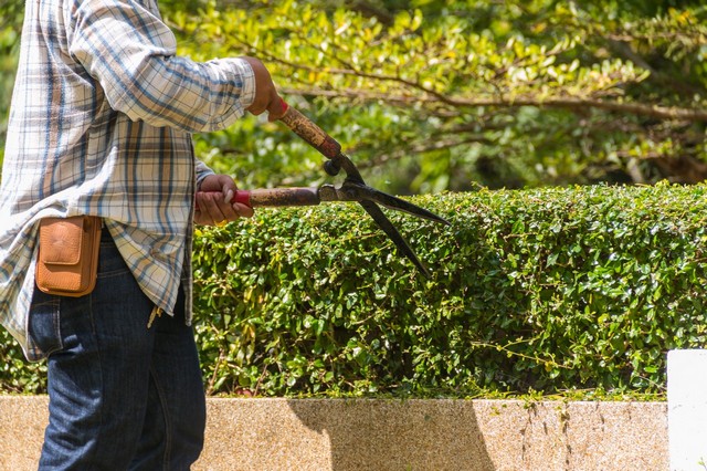 Garden Maintenance Mile End, Stepney, E1